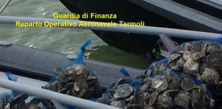 Termoli - maxi sequestro di ostriche - reparto operativo aeronavale Guardia di Finanza