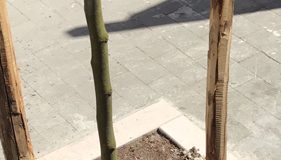 espiantato un albero in via Marconi