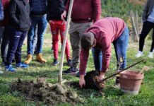 festa albero Riccia 2019