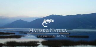 matese natura logo