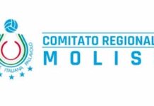 logo fipav molise